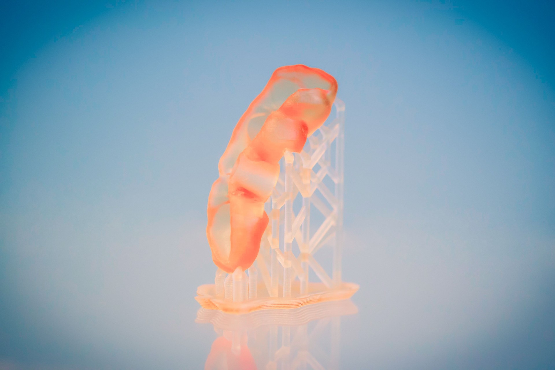 Human jaw printed on 3d printer of photopolymer.